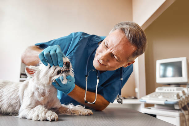 Best Cosmetic Emergency Dentistry in Crane, TX